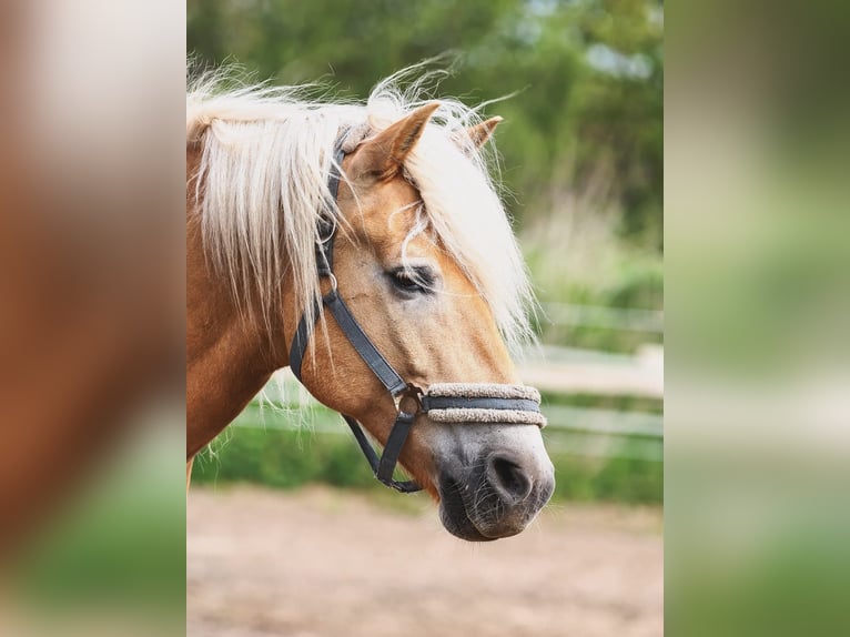 Haflinger Wallach 12 Jahre 155 cm Fuchs in Norderstedt