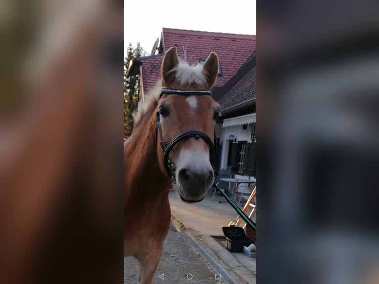 Haflinger Wallach 12 Jahre 155 cm Rotfuchs in Rassach