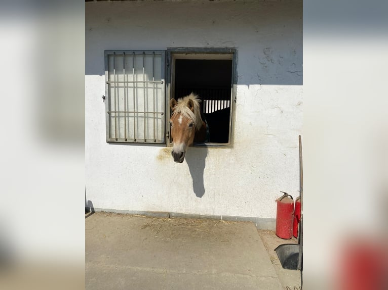 Haflinger Wallach 12 Jahre 155 cm Rotfuchs in Rassach