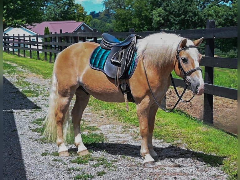 Haflinger Wallach 12 Jahre Rotfuchs in Millersburg