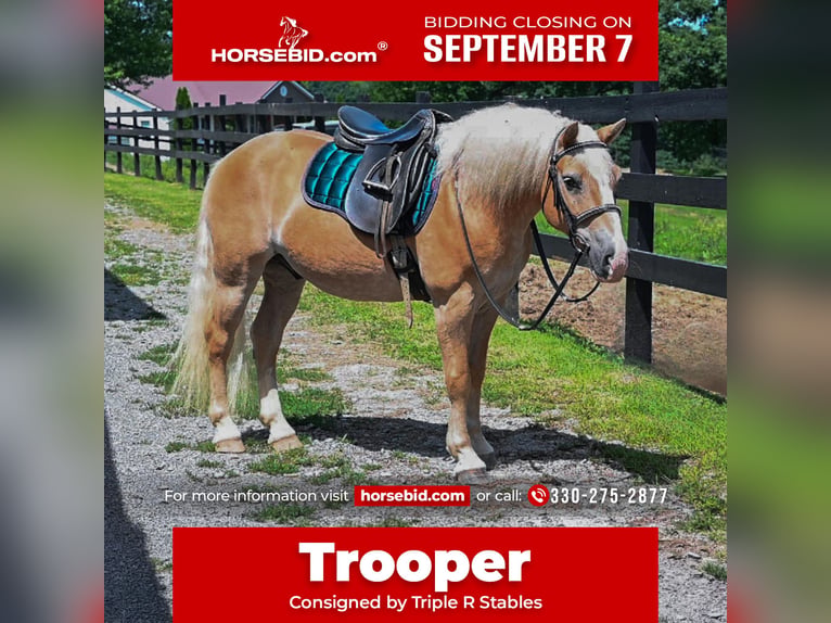 Haflinger Wallach 12 Jahre Rotfuchs in Millersburg
