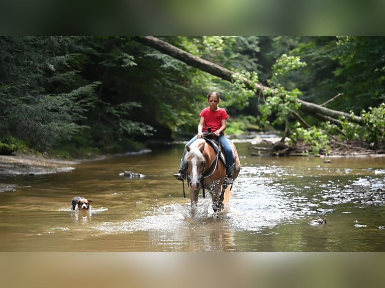 Haflinger Wallach 12 Jahre Rotfuchs in Millersburg