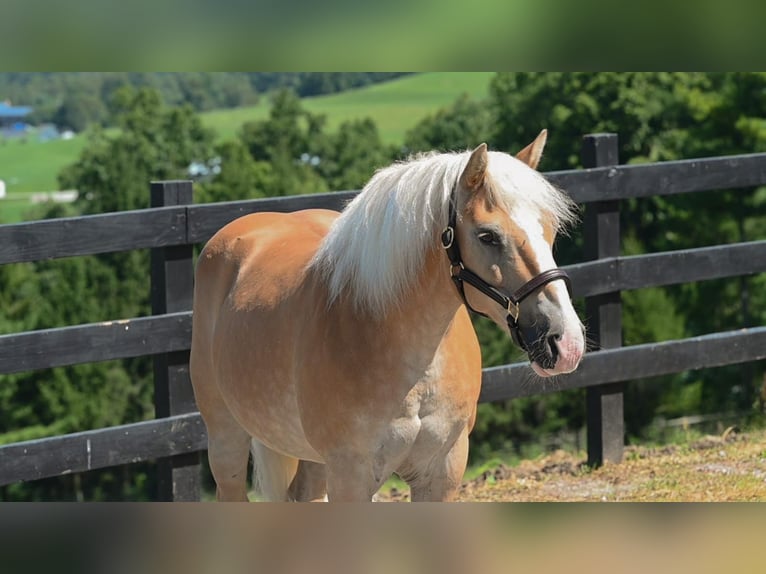Haflinger Wallach 12 Jahre Rotfuchs in Millersburg