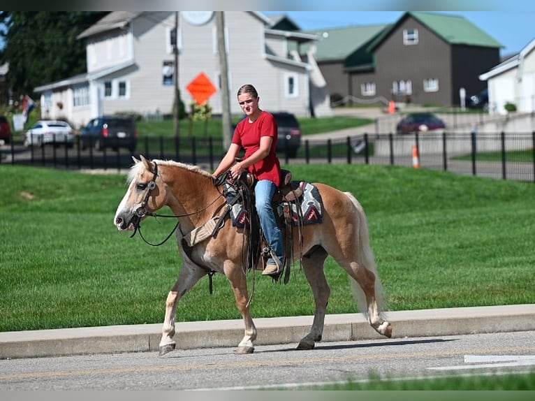 Haflinger Wallach 12 Jahre Rotfuchs in Millersburg