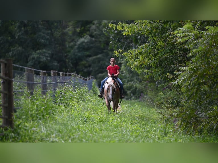 Haflinger Wallach 12 Jahre Rotfuchs in Millersburg