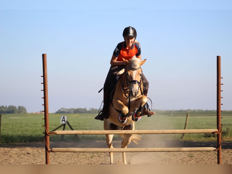 Haflinger Wallach 13 Jahre 133 cm Hellbrauner in Stellendam