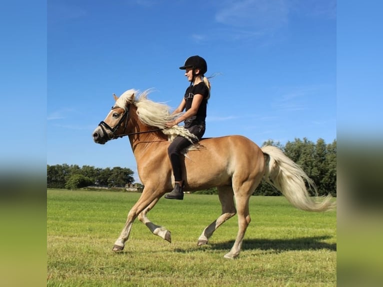 Haflinger Wallach 13 Jahre 133 cm Hellbrauner in Stellendam