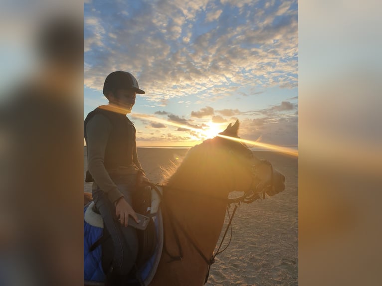 Haflinger Wallach 13 Jahre 133 cm Hellbrauner in Stellendam