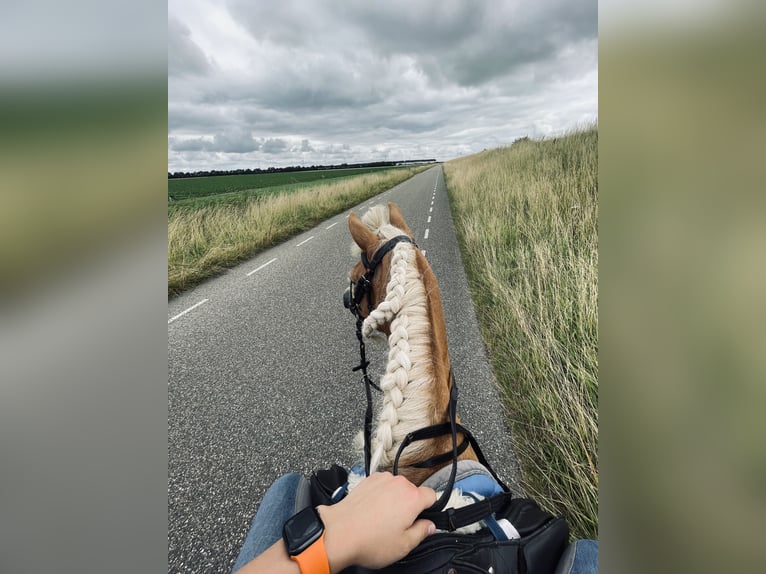 Haflinger Wallach 13 Jahre 133 cm Hellbrauner in Stellendam