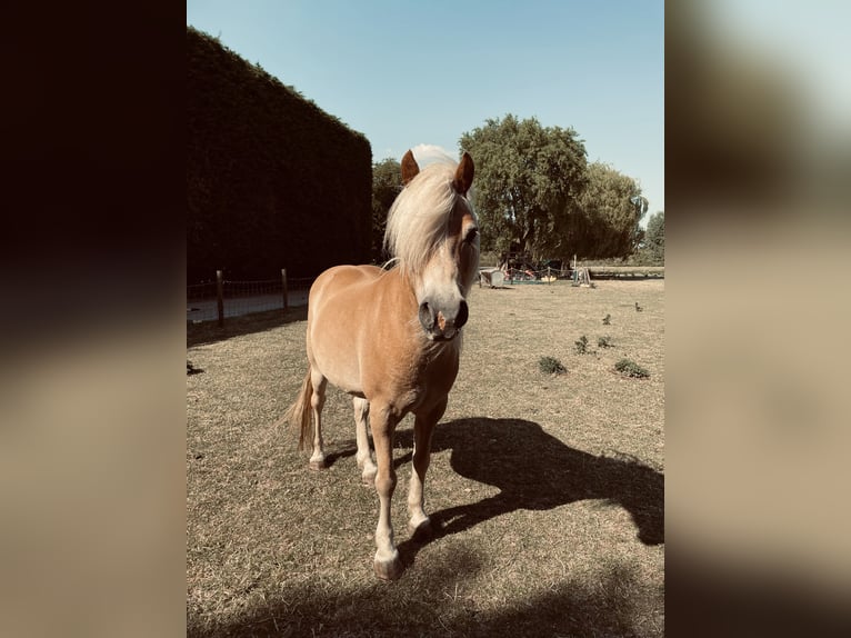 Haflinger Wallach 13 Jahre 133 cm Hellbrauner in Stellendam