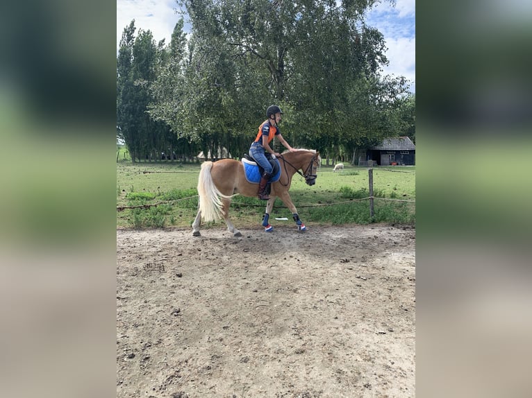 Haflinger Wallach 13 Jahre 133 cm Hellbrauner in Stellendam