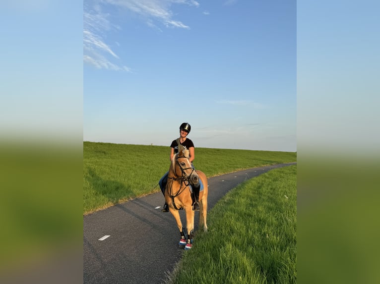 Haflinger Wallach 13 Jahre 133 cm Hellbrauner in Stellendam