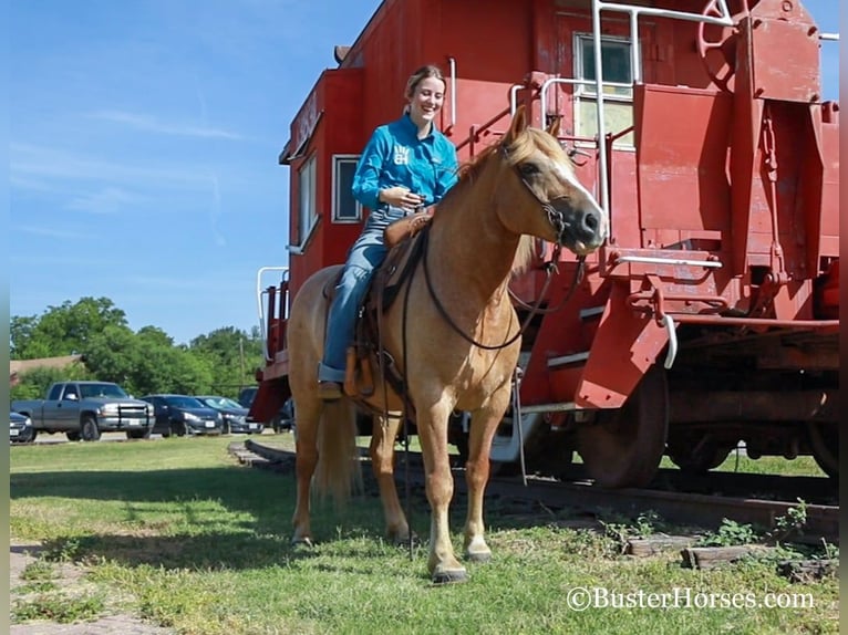 Haflinger Wallach 13 Jahre 142 cm Dunkelfuchs in Weatherford TX