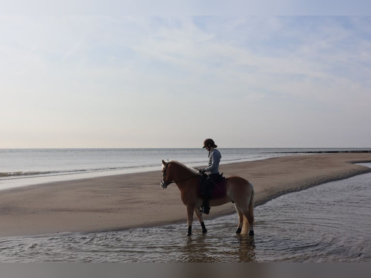 Haflinger Wallach 13 Jahre 142 cm Fuchs in Ingelheim am Rhein