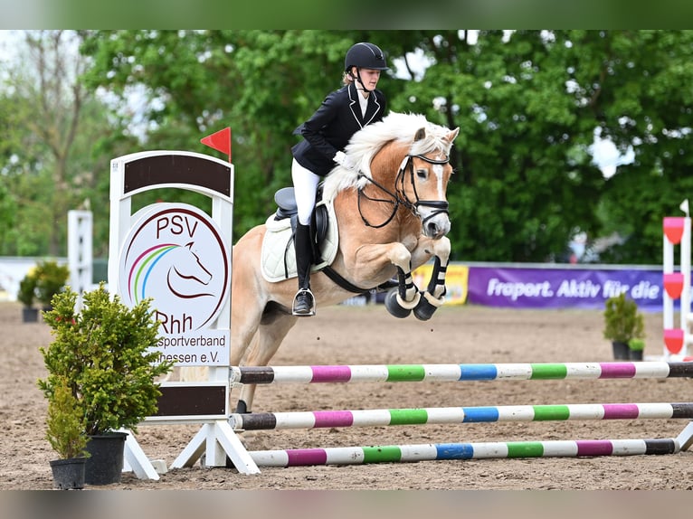 Haflinger Wallach 13 Jahre 142 cm Fuchs in Ingelheim am Rhein