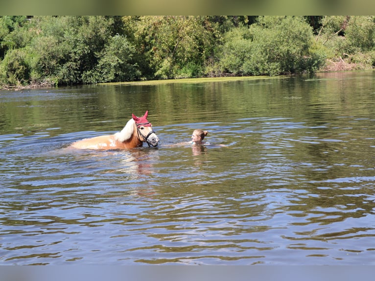 Haflinger Wallach 13 Jahre 142 cm Fuchs in Ingelheim am Rhein