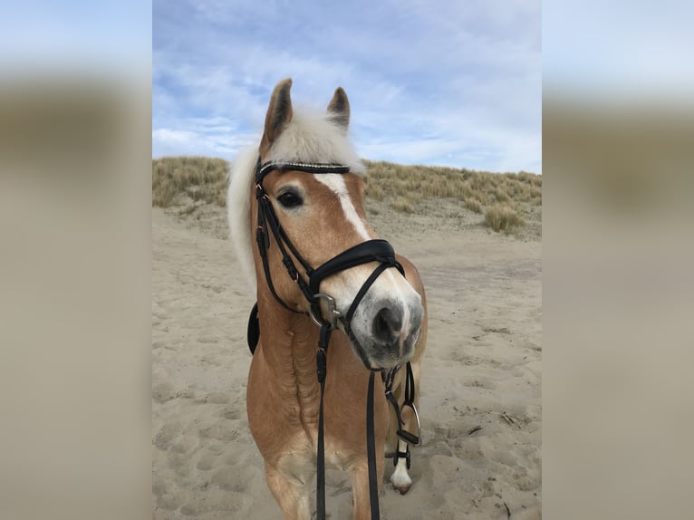 Haflinger Wallach 13 Jahre 142 cm Fuchs in Ingelheim am Rhein