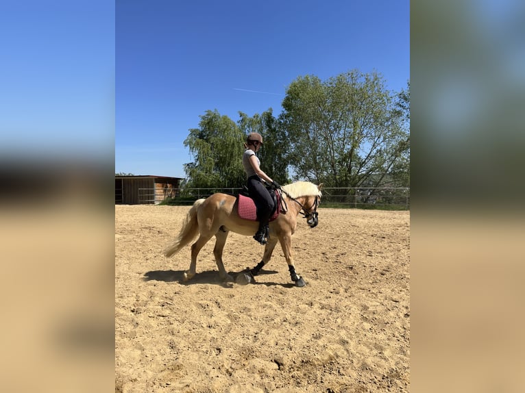 Haflinger Wallach 13 Jahre 142 cm Fuchs in Ingelheim am Rhein