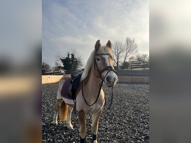 Haflinger Wallach 13 Jahre 142 cm Fuchs in Ingelheim am Rhein
