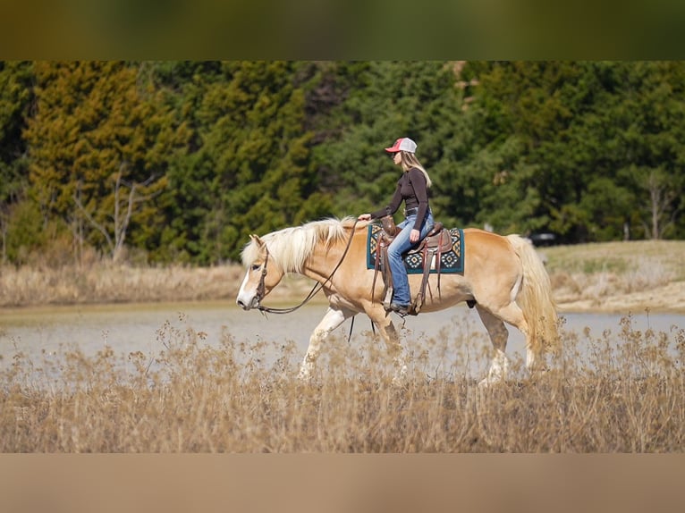 Haflinger Wallach 13 Jahre 147 cm Dunkelfuchs in Terrell