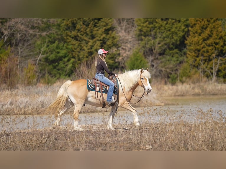 Haflinger Wallach 13 Jahre 147 cm Dunkelfuchs in Terrell