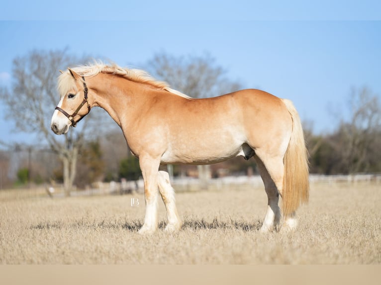 Haflinger Wallach 13 Jahre 147 cm Dunkelfuchs in Terrell
