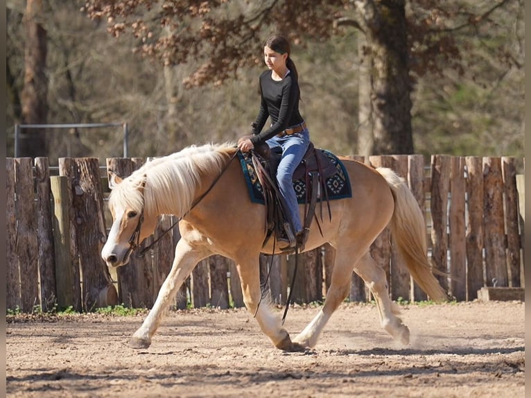 Haflinger Wallach 13 Jahre 147 cm Dunkelfuchs in Terrell