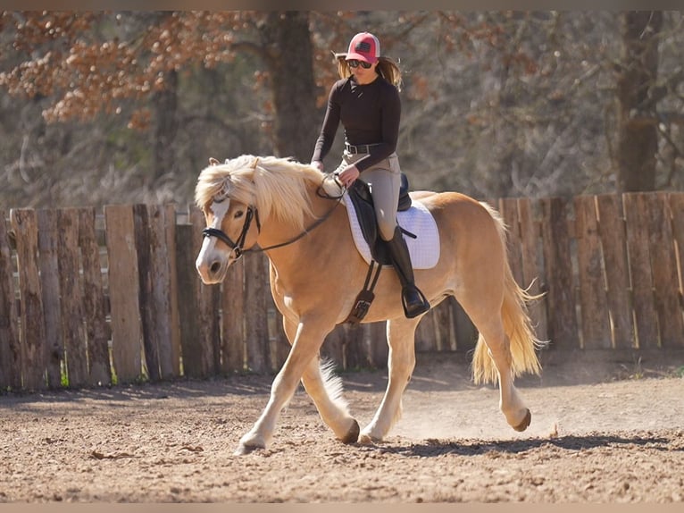Haflinger Wallach 13 Jahre 147 cm Dunkelfuchs in Terrell