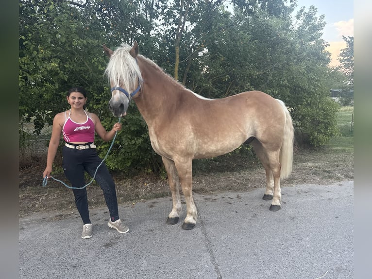 Haflinger Wallach 13 Jahre 148 cm  in Freyburg