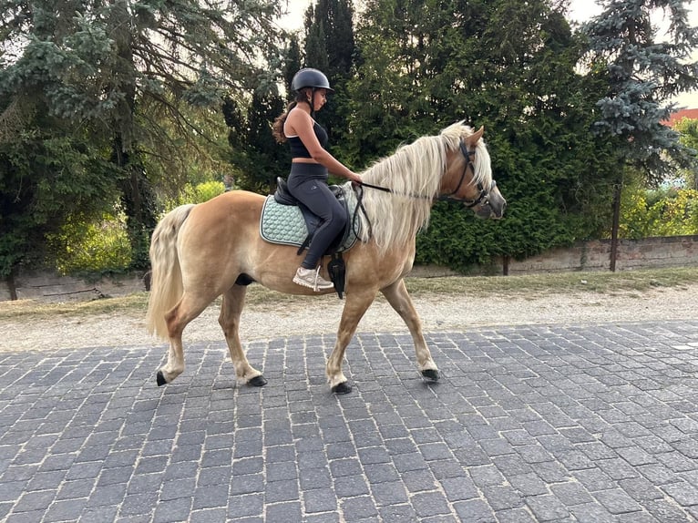 Haflinger Wallach 13 Jahre 148 cm  in Freyburg