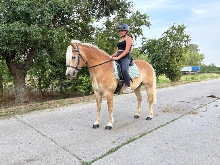 Haflinger Wallach 13 Jahre 148 cm  in Freyburg