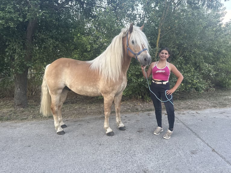Haflinger Wallach 13 Jahre 148 cm  in Freyburg