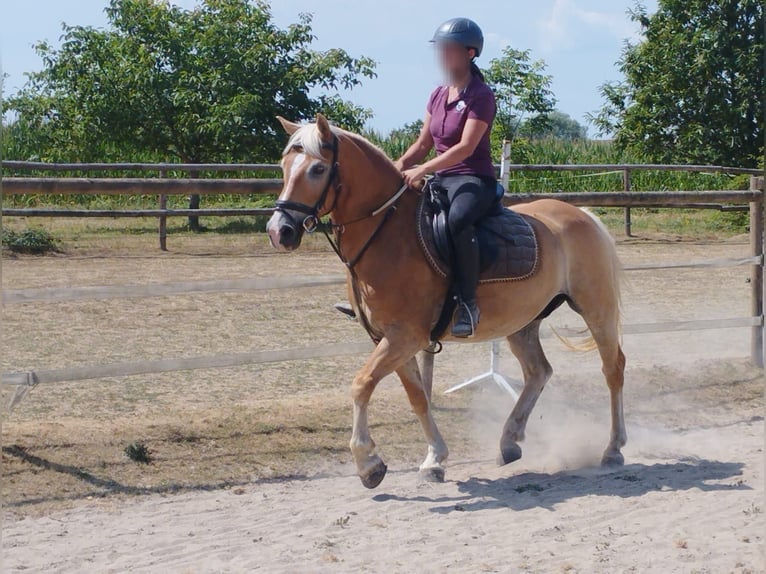 Haflinger Wallach 13 Jahre 148 cm Fuchs in SEEBACH