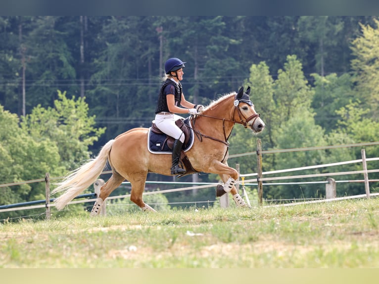 Haflinger Wallach 13 Jahre 148 cm Fuchs in Görwihl