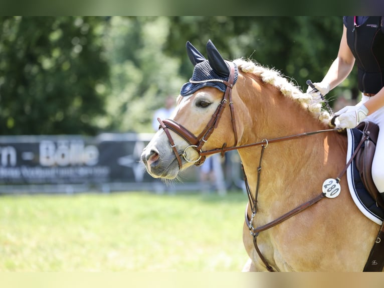 Haflinger Wallach 13 Jahre 148 cm Fuchs in Görwihl