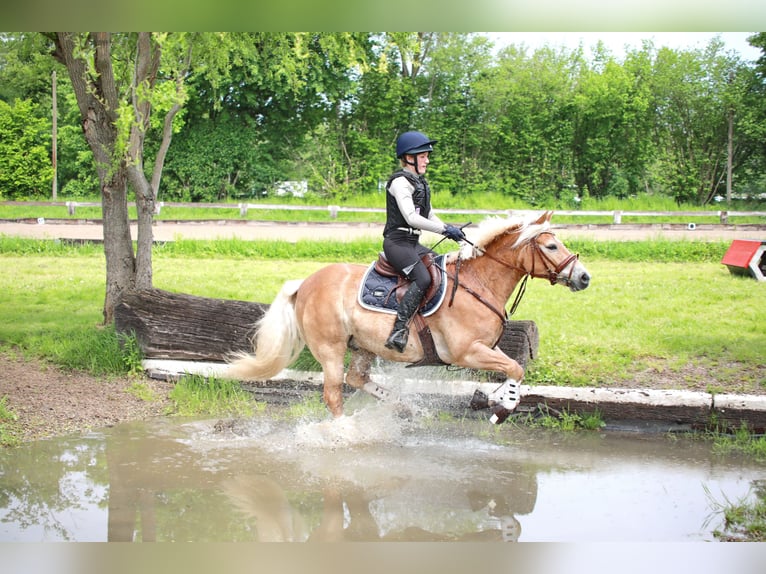 Haflinger Wallach 13 Jahre 148 cm Fuchs in Görwihl