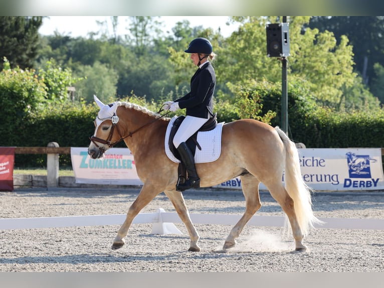 Haflinger Wallach 13 Jahre 148 cm Fuchs in Görwihl