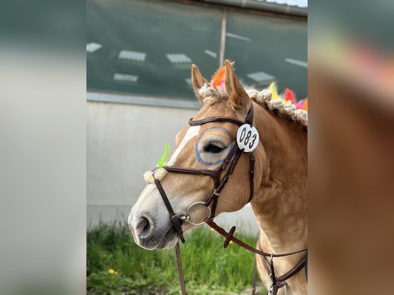 Haflinger Wallach 13 Jahre 148 cm Fuchs in Görwihl