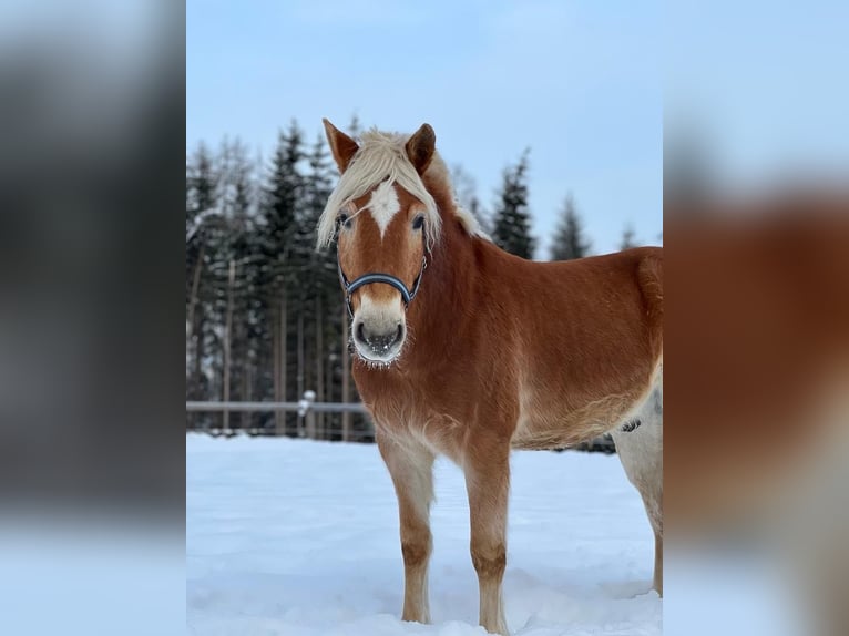 Haflinger Wallach 13 Jahre 152 cm in Bregenz