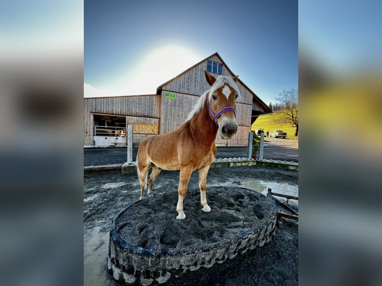 Haflinger Wallach 13 Jahre 152 cm in Bregenz