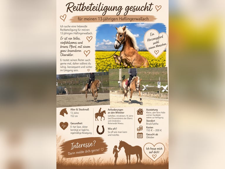 Haflinger Wallach 13 Jahre 152 cm Fuchs in Bruck an der Leitha