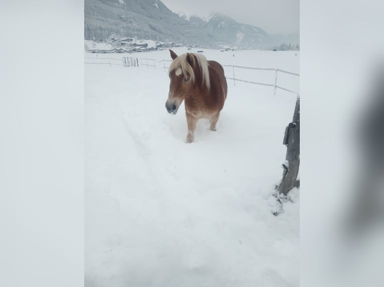 Haflinger Wallach 13 Jahre 153 cm  in Bramberg am Wildkogel