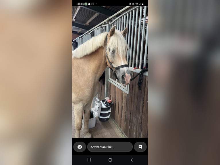 Haflinger Wallach 13 Jahre 154 cm Palomino in Northeim