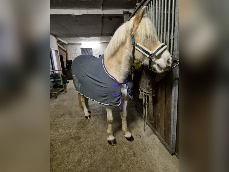 Haflinger Wallach 13 Jahre 154 cm Palomino in Northeim