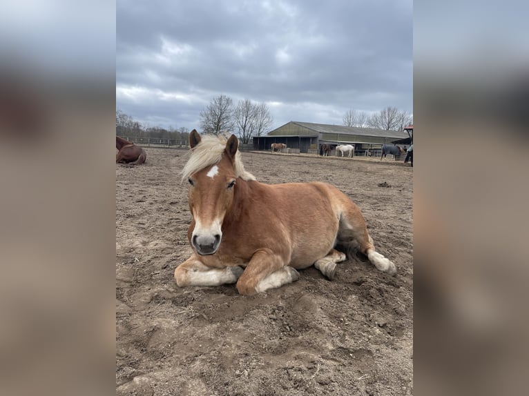 Haflinger Wallach 13 Jahre 155 cm Fuchs in Schildow