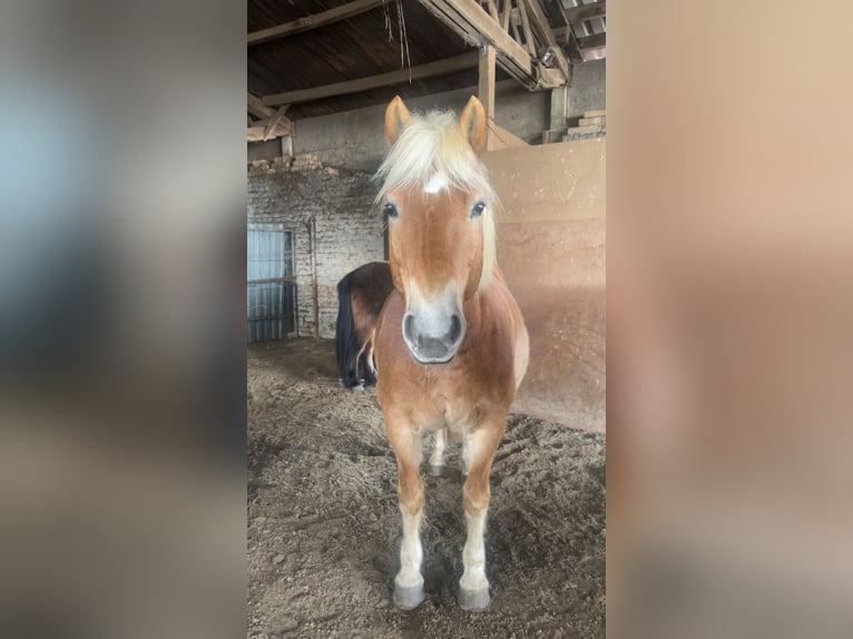 Haflinger Wallach 13 Jahre 155 cm Fuchs in Schildow