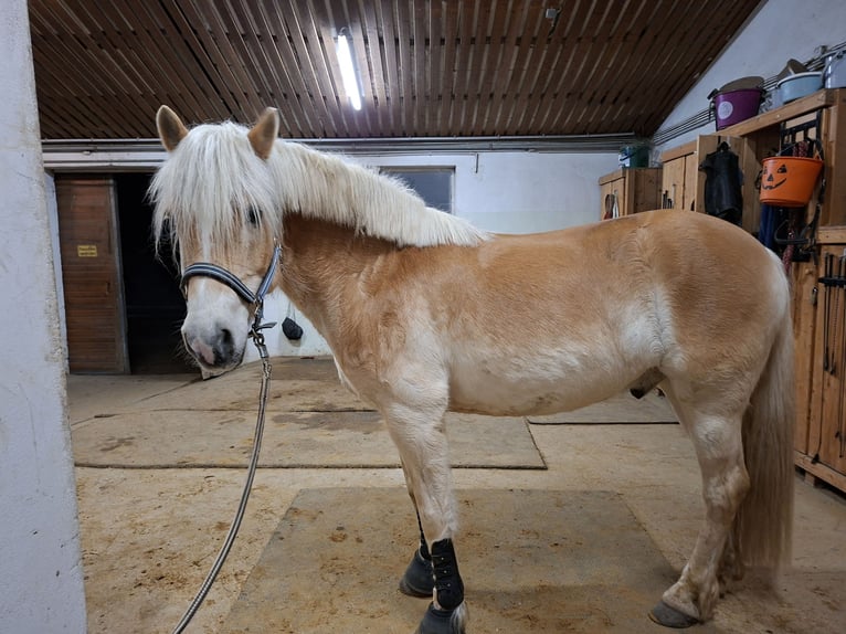 Haflinger Wallach 13 Jahre 156 cm Fuchs in St. Pölten