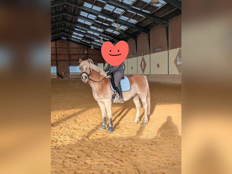 Haflinger Wallach 13 Jahre 156 cm Fuchs in St. Pölten