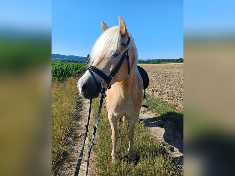 Haflinger Wallach 13 Jahre 156 cm Fuchs in St. Pölten
