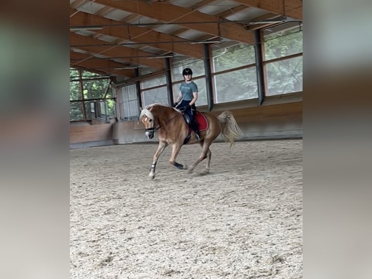 Haflinger Wallach 13 Jahre 160 cm Fuchs in Schwarzach im Pongau